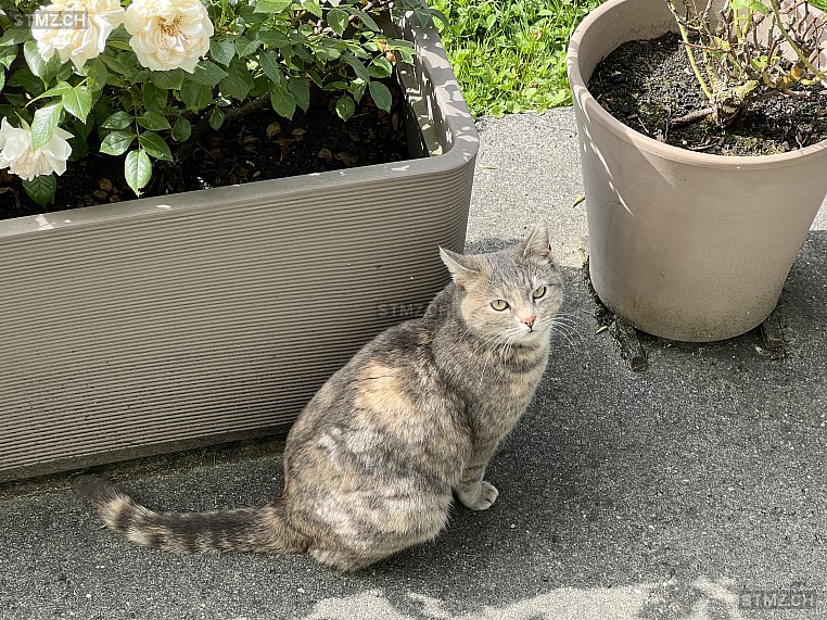 Angel — Hauskatze ♀, Vermisst seit 30.03.2023, Widen (AG)