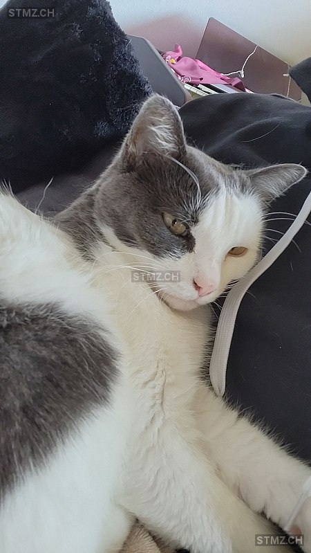 Saphira — Hauskatze ♀, Vermisst seit 02.08.2025, Wileroltigen (BE)