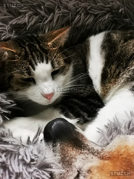 Mia — Hauskatze ♀, Vermisst seit 02.08.2025, Konolfingen (BE)