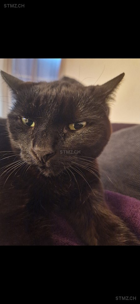 Azote — Hauskatze ♀, Vermisst seit 23.07.2025, Bure (JU)