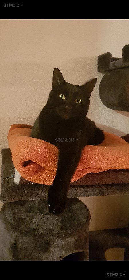 Arka — Hauskatze ♂, Vermisst seit 15.04.2024, Cornol (JU)