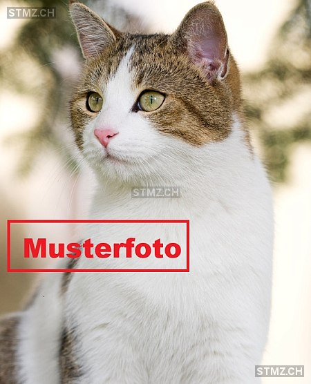 Cindy — Hauskatze ♀, Vermisst seit 07.12.2016, Rothenburg (LU)