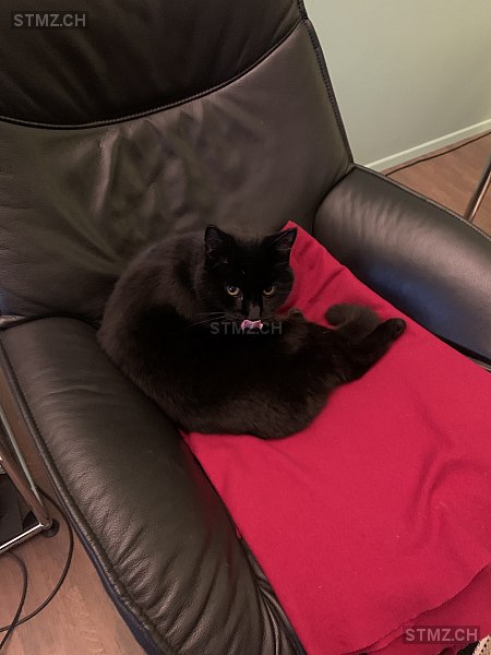 Miro — Hauskatze ♂, Vermisst seit 05.08.2025, Boll (BE)