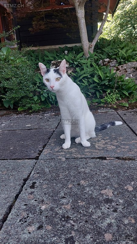 Furax — Hauskatze ♂, Vermisst seit 03.08.2025, Lausanne 25 (VD)