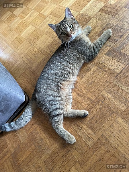 Indi — Hauskatze ♂, Vermisst seit 04.08.2025, Münchenstein (BL)