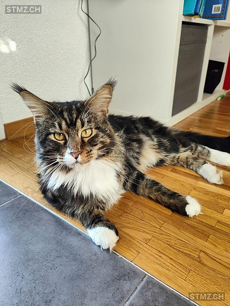 Seth — Maine Coon ♂, Vermisst seit 14.07.2025, Biel/Bienne (BE)