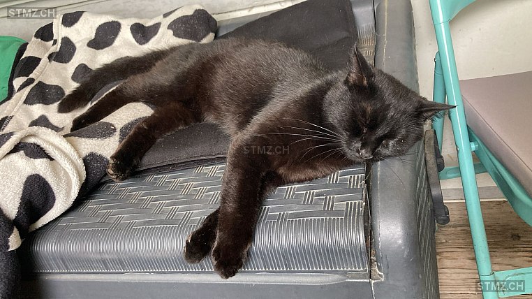 Nami — Hauskatze ♀, Vermisst seit 15.07.2025, Allmendingen bei Bern (BE)
