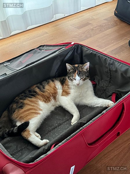 Leni — Hauskatze ♀, Vermisst seit 05.08.2025, Boswil (AG)