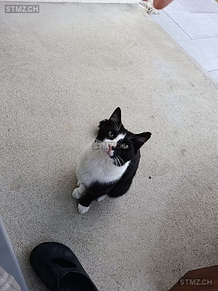 Rio — Hauskatze ♂, Vermisst seit 07.08.2025, Selzach (SO)