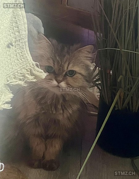 Fanny — Perser ♀, Vermisst seit 04.07.2025, Villariaz (FR)