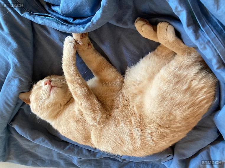 Milou — Hauskatze ♂, Vermisst seit 09.08.2025, Kehrsatz (BE)