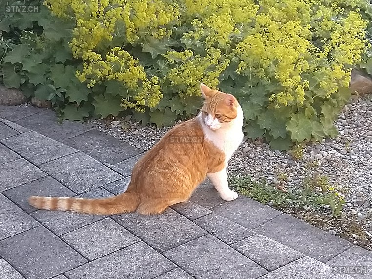 Piper — Hauskatze ♂, Vermisst seit 08.08.2025, Rüdlingen (SH)