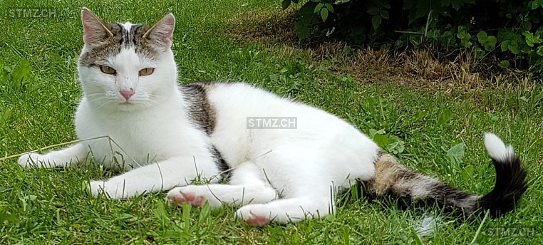 Sämi — Hauskatze ♀, Vermisst seit 07.07.2025, Neuendorf (SO)