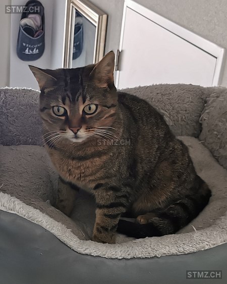 Shy — Hauskatze ♀, Vermisst seit 09.08.2025, Fischbach-Göslikon (AG)