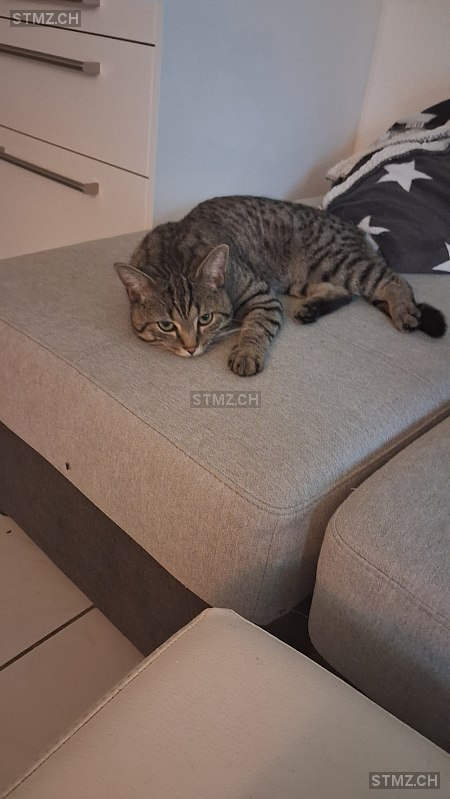 Tommy — Katze ♂, Vermisst seit 10.08.2025, Dottikon (AG)