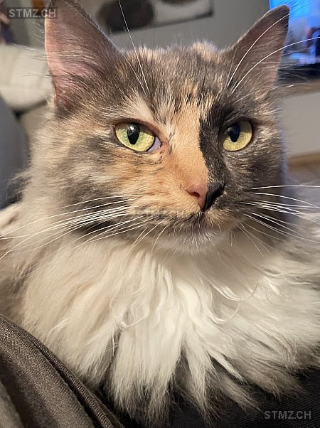 Stella — Hauskatze ♀, Vermisst seit 05.08.2025, Möriken AG (AG)