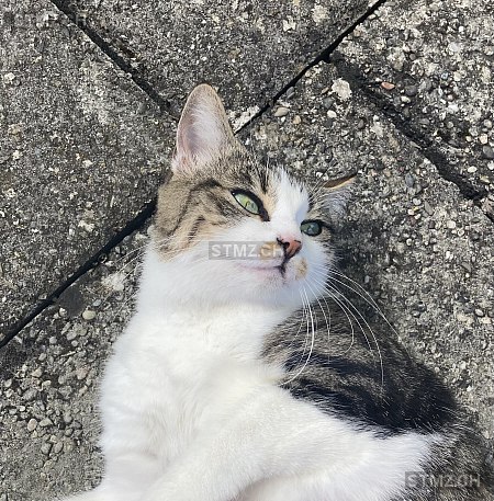 Hermine — Hauskatze ♀, Vermisst seit 09.08.2025, Augst BL (BL)