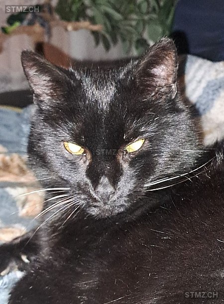 Noggeli — Hauskatze ♂, Vermisst seit 15.06.2025, Deitingen (SO)