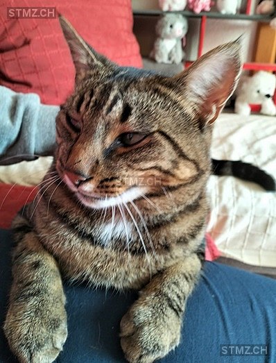 Klaxon — Hauskatze ♂, Vermisst seit 07.08.2025, Lentigny (FR)