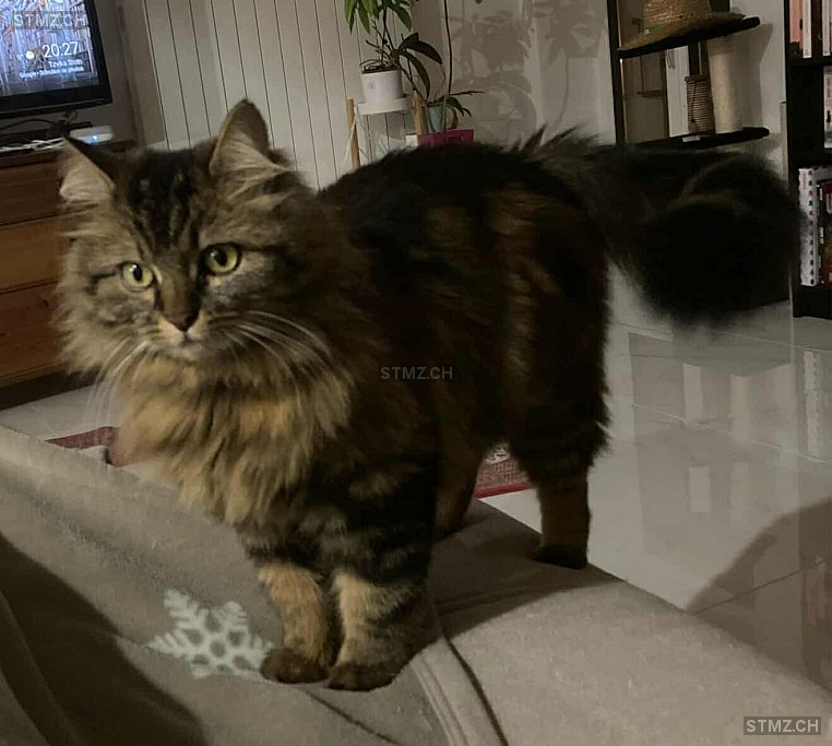 Boulette — Hauskatze ♀, Vermisst seit 21.07.2025, Bassins (VD)