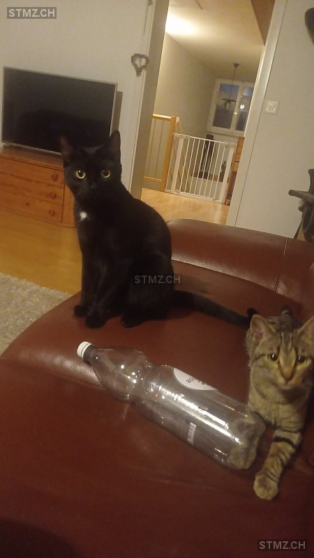 Puma — Hauskatze ♂, Vermisst seit 09.08.2025, Niederstetten (SG)