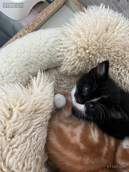 Gwendi — Hauskatze ♂, Vermisst seit 11.08.2025, Gams (SG)