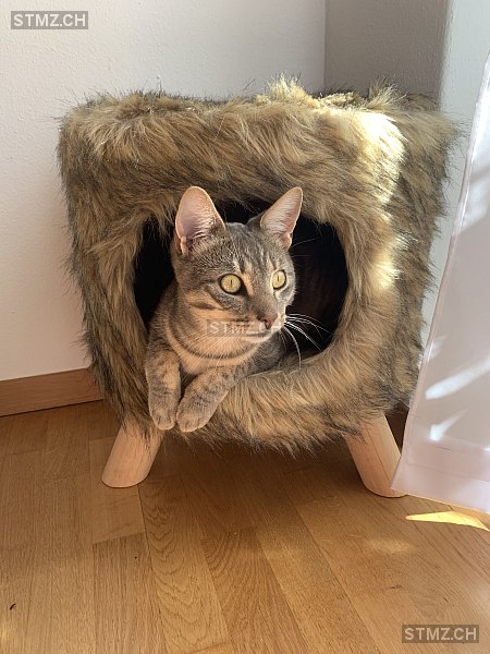 Loki — Hauskatze ♂, Vermisst seit 06.08.2025, Seewis Dorf (GR)