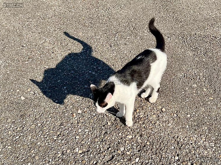 Louis — Hauskatze ♂, Vermisst seit 09.08.2025, Lützelflüh-Goldbach (BE)