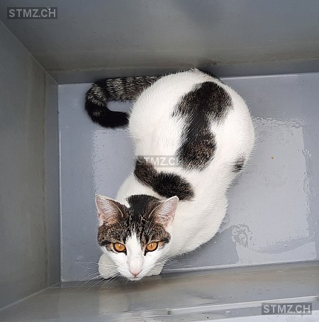 Filou — Hauskatze ♂, Vermisst seit 09.08.2025, Geuensee (LU)