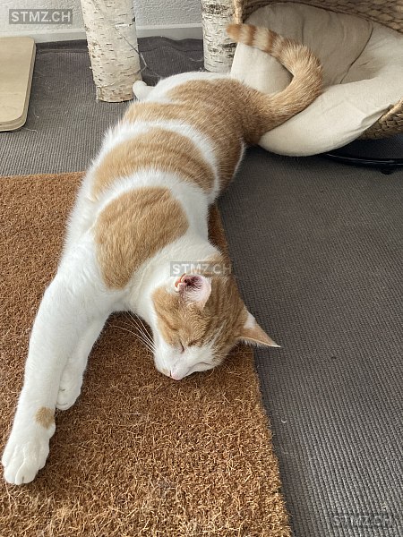 Kyo — Hauskatze ♂, Vermisst seit 08.08.2025, Einsiedeln (SZ)