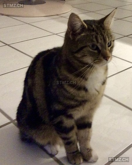 Samira — Hauskatze ♀, Vermisst seit 10.08.2025, Egg bei Zürich (ZH)