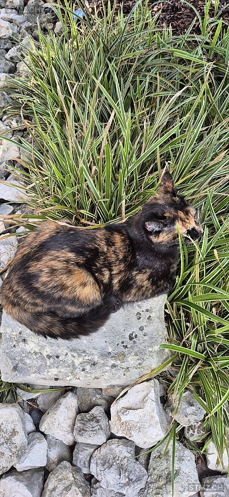 Madame — Hauskatze ♀, Vermisst seit 12.08.2025, Safenwil (AG)