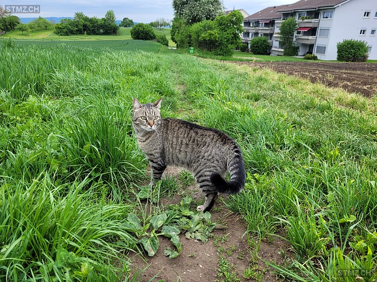 Bounty — Hauskatze ♂, Vermisst seit 13.08.2025, Hermetschwil-Staffeln (AG)