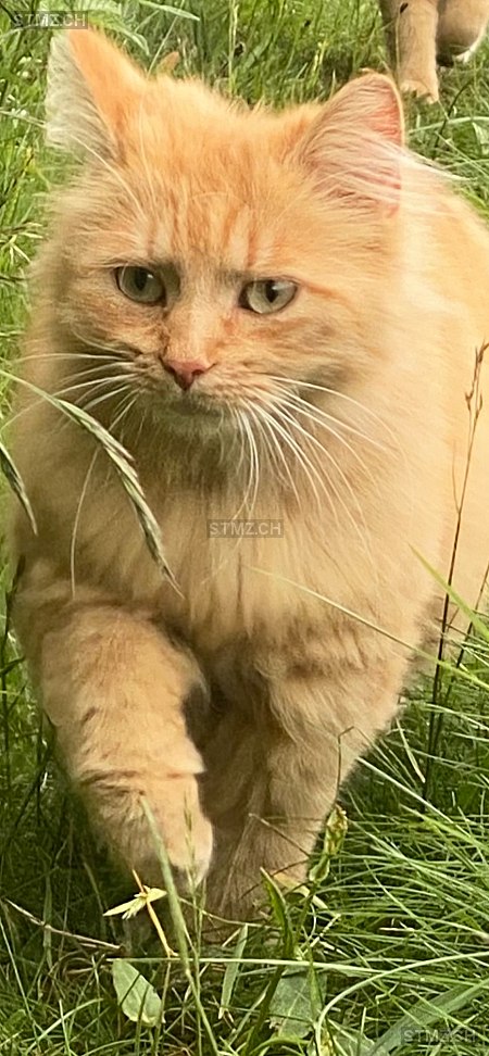 Lilia — Hauskatze ♀, Vermisst seit 08.08.2025, Wald AR (AR)