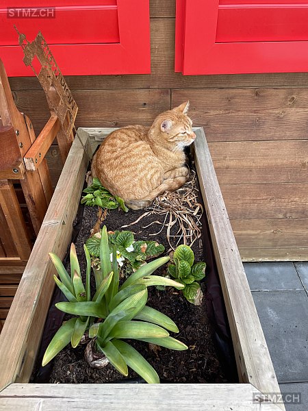 Ron — Hauskatze ♂, Vermisst seit 13.08.2025, Gebertingen (SG)