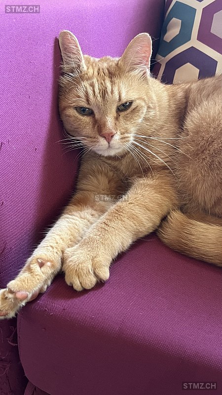 Pimlico — Hauskatze ♂, Vermisst seit 14.08.2025, Lenzburg (AG)