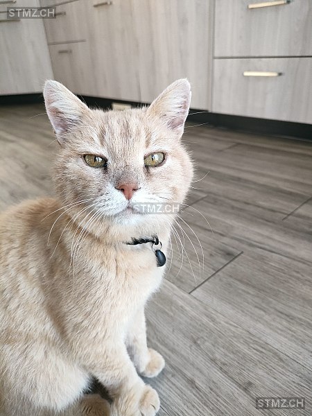 Mojo — Hauskatze ♂, Vermisst seit 30.07.2025, Tentlingen (FR)