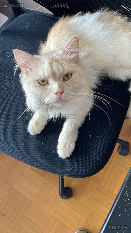 Charmiee — British Langhaar ♂, Vermisst seit 11.08.2025, Oetwil am See (ZH)