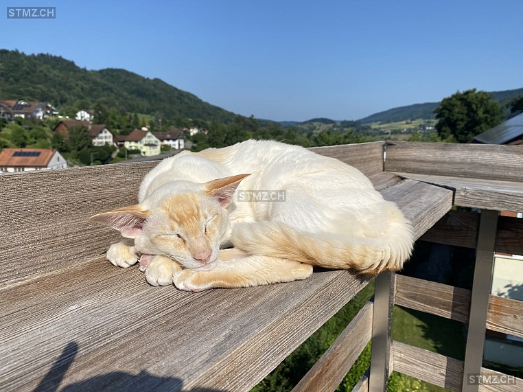 Muffin — Balinesen ♂, Vermisst seit 22.07.2025, Pfungen (ZH)