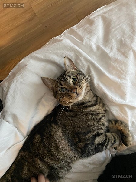 Crypto — Hauskatze ♂, Vermisst seit 08.07.2024, Etoy (VD)