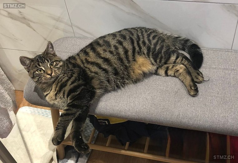 Krümel — Hauskatze ♂, Vermisst seit 17.12.2024, Gebertingen (SG)