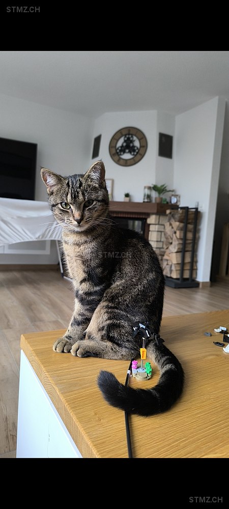 Léo — Hauskatze ♂, Vermisst seit 11.08.2025, Saules (NE)