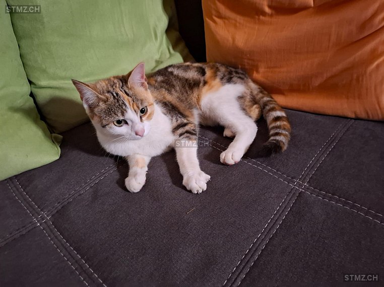 Nala — Hauskatze ♀, Vermisst seit 09.08.2025, Wängi (TG)