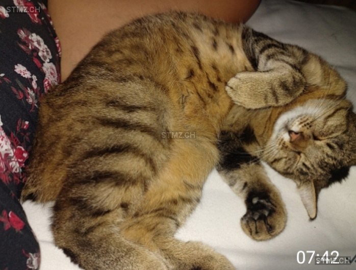 Saphira — Hauskatze ♀, Vermisst seit 15.08.2025, Remetschwil (AG)