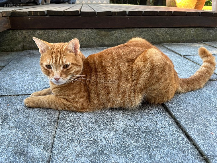 Balou — Hauskatze ♂, Vermisst seit 05.08.2025, Ermensee (LU)