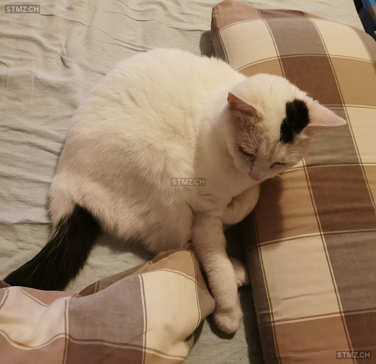 Pünktchen — Hauskatze ♀, Vermisst seit 03.08.2025, Riehen (BS)