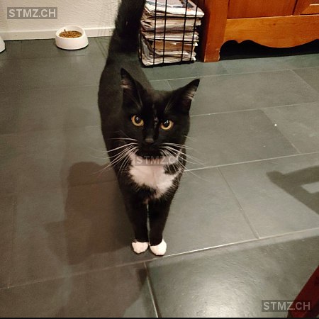 Flo (auch Fluffy genannt) — Hauskatze ♂, Vermisst seit 13.08.2025, Rain (LU)