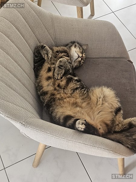 Spidy — Hauskatze ♂, Vermisst seit 31.07.2025, Lyss (BE)