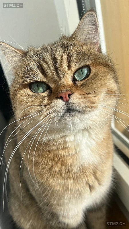 Lummi — British Kurzhaar ♀, Vermisst seit 15.08.2025, Bazenheid (SG)