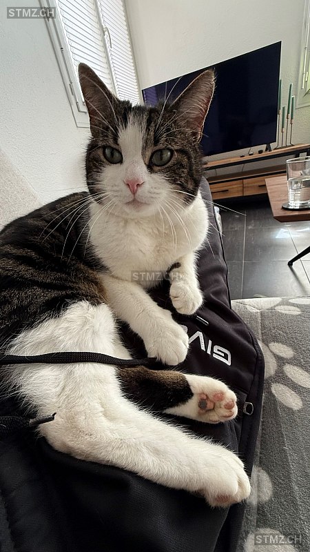 Akeero — Hauskatze ♂, Vermisst seit 14.05.2025, Worb (BE)